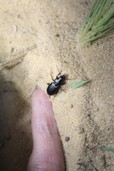 Pterostichus adstrictus