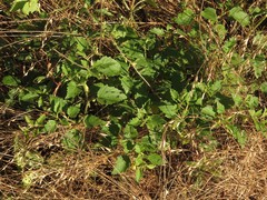 Physalis macrosperma
