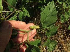 Physalis macrosperma