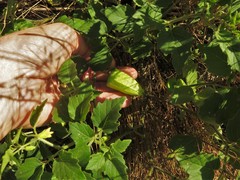 Physalis macrosperma