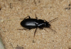 Pterostichus adstrictus