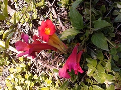 Amphilophium buccinatorium