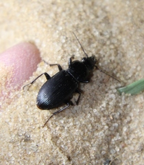 Pterostichus adstrictus