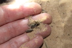 Arctosa emertoni