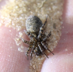 Arctosa emertoni