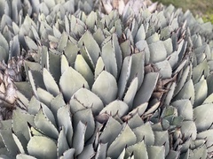 Agave parryi