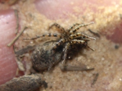 Arctosa emertoni