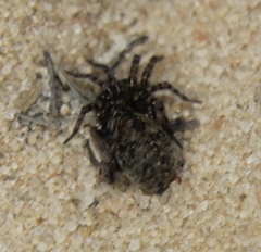 Arctosa emertoni