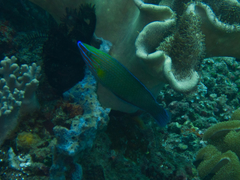 Halichoeres richmondi