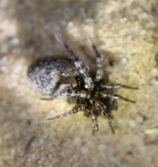 Arctosa emertoni