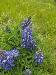 Lupinus nootkatensis