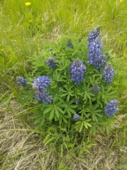 Lupinus nootkatensis