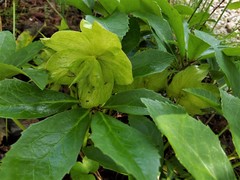 Helleborus odorus
