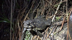Anaxyrus houstonensis