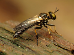 Eudioctria