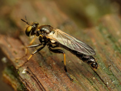 Eudioctria