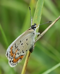Plebejus argyrognomon