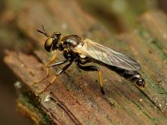 Eudioctria