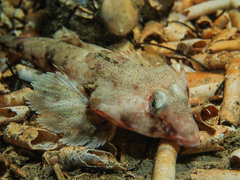 Synchiropus calauropomus