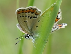 Plebejus argyrognomon