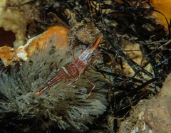 Rhynchocinetes australis