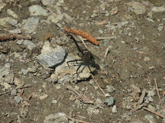 Gomphurus septima