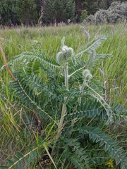 Astragalus alopecurus