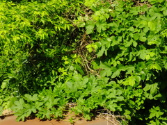 Humulus lupulus