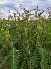 Astragalus alopecurus