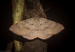 Encryphia frontisignata