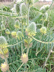 Astragalus alopecurus