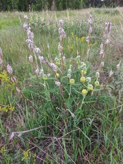 Astragalus alopecurus