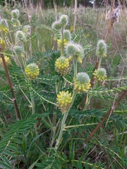 Astragalus alopecurus