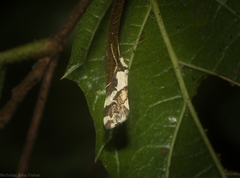 Philenora chionastis