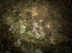 Polylopha epidesma