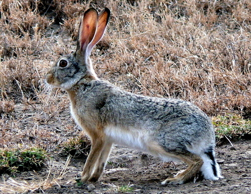 Cape Hare (Lepus capensis)