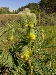 Astragalus alopecurus