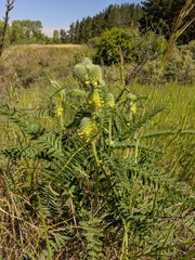Astragalus alopecurus