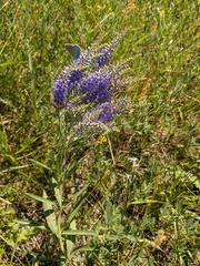 Veronica spuria