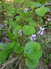Viola epipsila