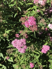 Spiraea