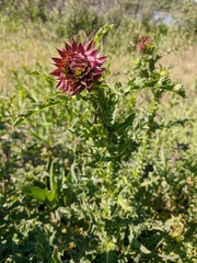 Carduus nutans leiophyllus