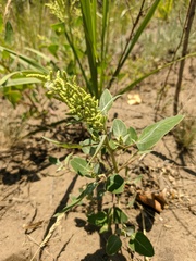 Chenopodium acuminatum