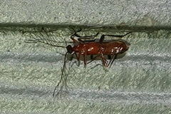 Dendroides ephemeroides