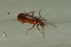 Dendroides ephemeroides