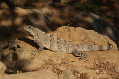 Ctenosaura similis