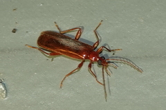 Dendroides ephemeroides