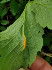 Triphragmium ulmariae
