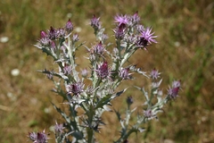 Onopordum caricum