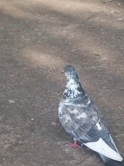 Columba livia domestica